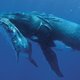 Illustration for article titled These beautiful portraits of whales will make you weep at the wonder of the universe (no, really)